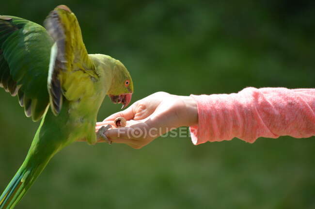 Papagaio comendo semente de pássaro da mão de uma menina, Reino Unido — Fotografia de Stock
