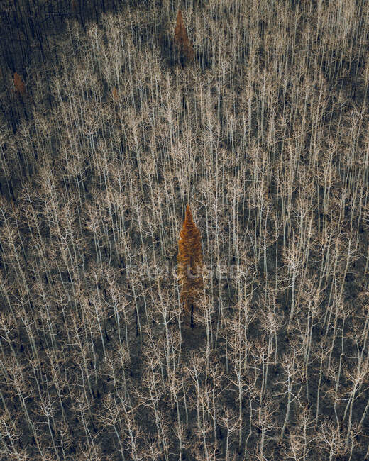 Aerial view of a lone conifer tree in the middle of a burnt aspen forest, USA — Stock Photo