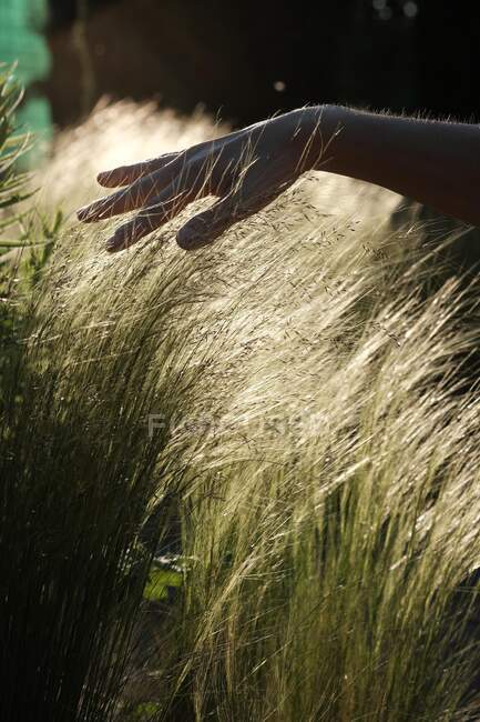 Woman brushing her hand across wheat growing in a field, France — Stock Photo