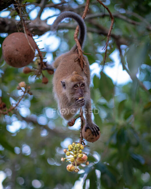 Мавпа на канонічному дереві їсть ягоди (Малайзія). — стокове фото
