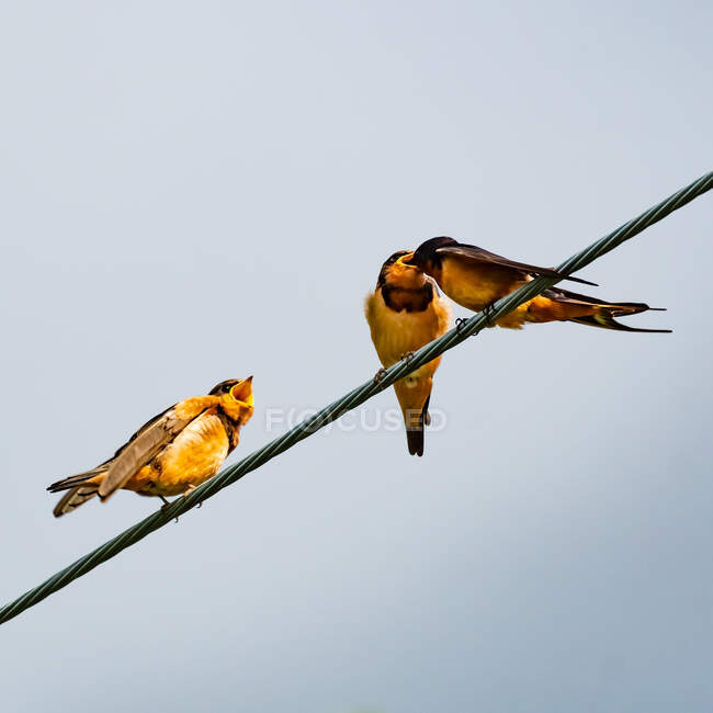 Barn Swallow posada en un cable alimentando a sus polluelos, Canadá - foto de stock