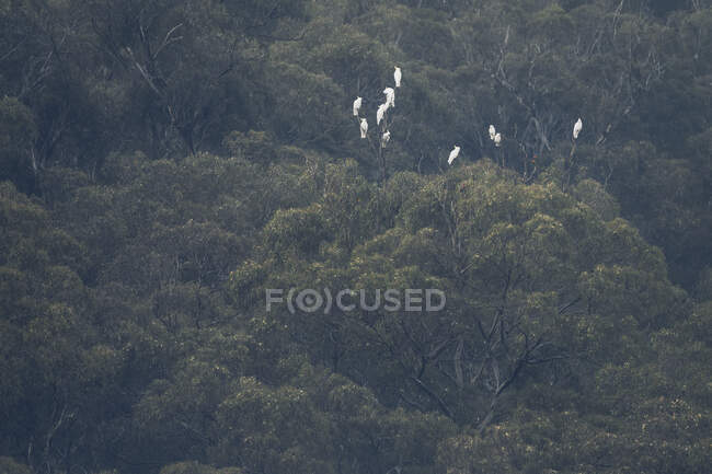 Vista de pássaros brancos na árvore na cena da floresta — Fotografia de Stock