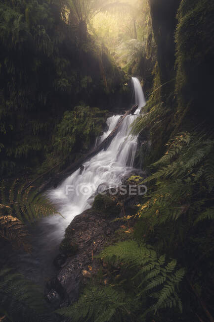 Водопад в джунглях, длительный выстрел — стоковое фото