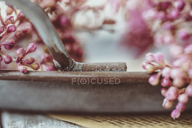 Flores frescas rosa na bandeja velha — Fotografia de Stock