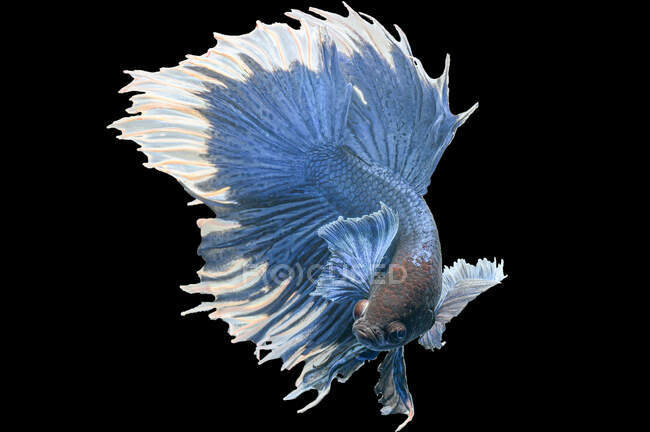 Красива риба бета на чорному фоні — стокове фото