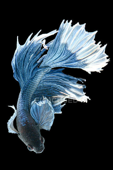 Beautiful betta fish on black background — tail, white - Stock Photo |  #502265050