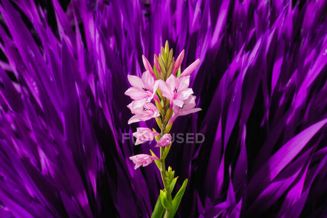 Pink flowers stem with purple feathers on background — Stock Photo