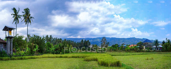 Rice fields surrounded by palm trees in rural landscape, Ubud, Bali, Indonesia	. — Stock Photo