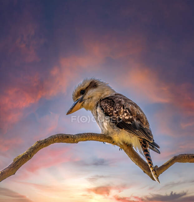 Ritratto di uccello kookaburra appollaiato su ramo con cielo al tramonto sullo sfondo, Australia — Foto stock