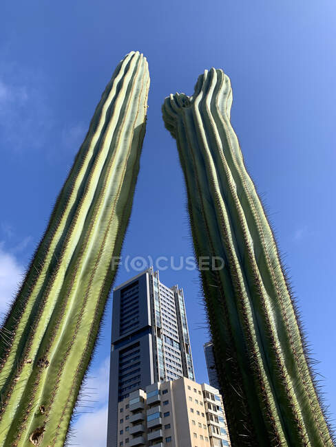 Vista dei grattacieli attraverso due cactus giganti, Santa Cruz, Tenerife, Isole Canarie, Spagna — Foto stock