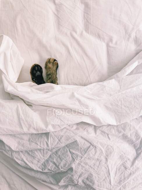 Vue de dessus des pattes de chat couché sous le drap de lit dans le lit — Photo de stock