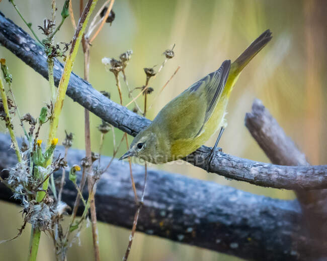 Orange-crowned Warbler perching on branch, Canada — Stock Photo