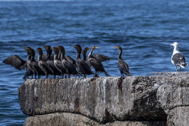 Gabbiano in piedi accanto a fila di cormorani sulla roccia costiera, Canada — Foto stock