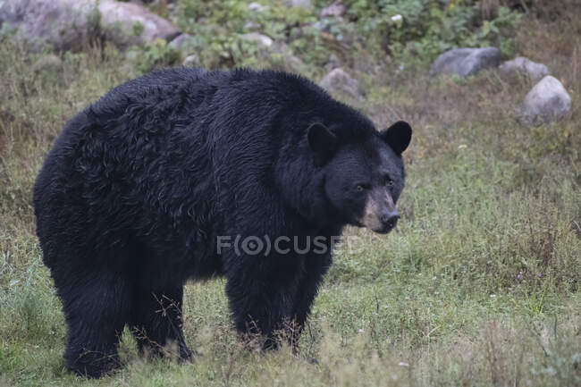 Черный медведь, стоящий на естественной сцене — стоковое фото