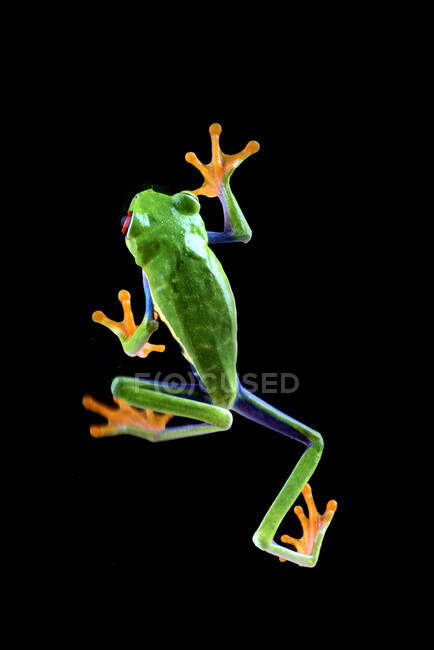 Top view of red-eyed tree frog on black background — Stock Photo