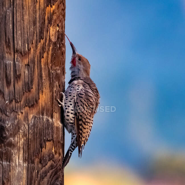 Northern Flicker perching on tree trunk with blue sky on background — Stock Photo