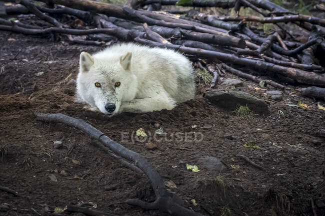 Арктичний вовк лежить серед гілок дерев на землі. — стокове фото