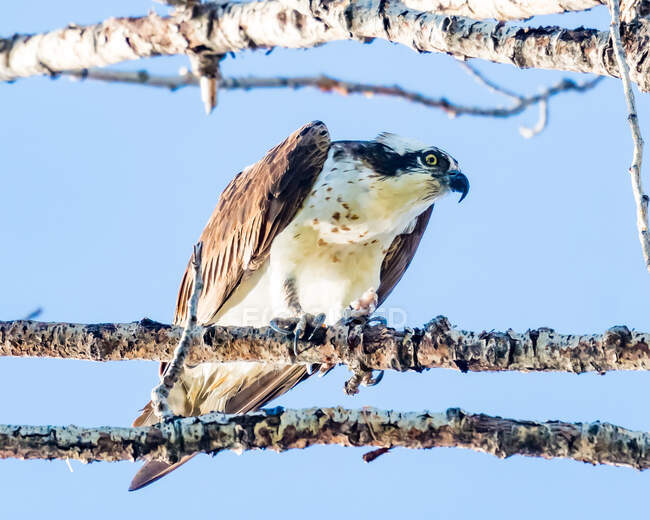 Osprey perching on tree with blue sky on background — Stock Photo