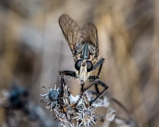 Крупним планом постріл мухи на голові насіння — стокове фото