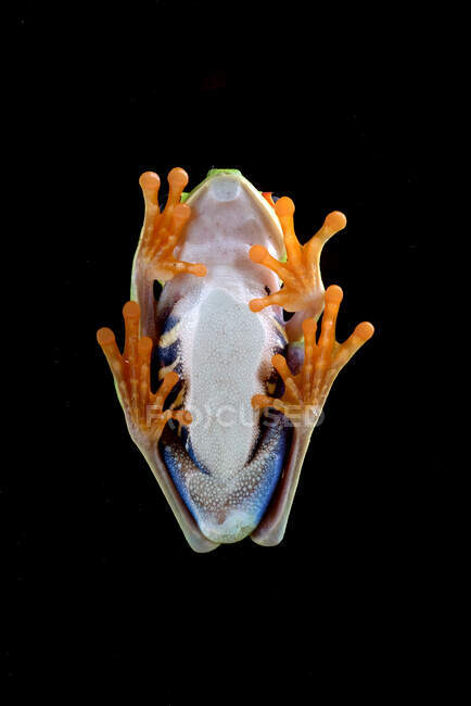 Bottom view of red-eyed tree frog sitting on glass on black background — Stock Photo