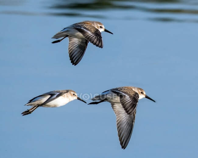 Tre uccelli Sandpiper occidentali che volano nel cielo blu — Foto stock