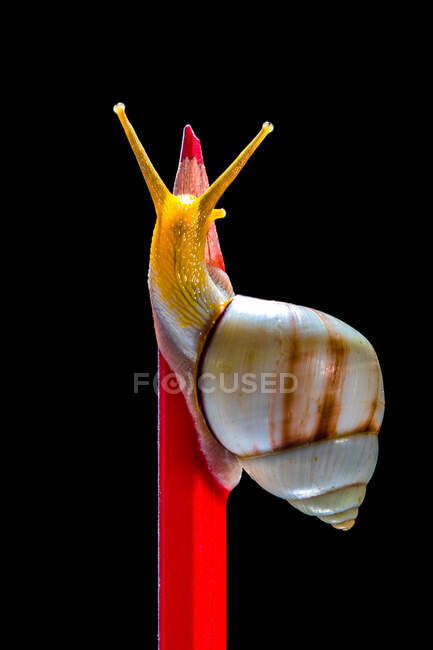 Close up shot of snail on color pencil — Stock Photo
