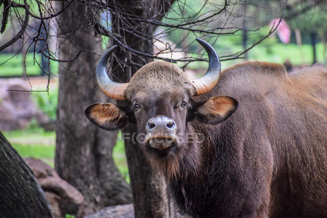 Gros plan du bison indien debout dans la forêt — Photo de stock