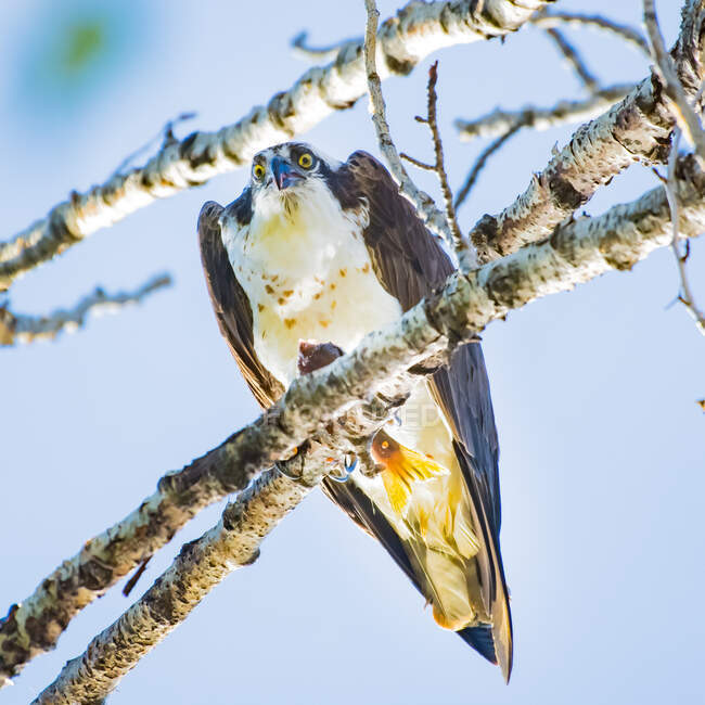 Osprey perching on tree with caught fish — Stock Photo