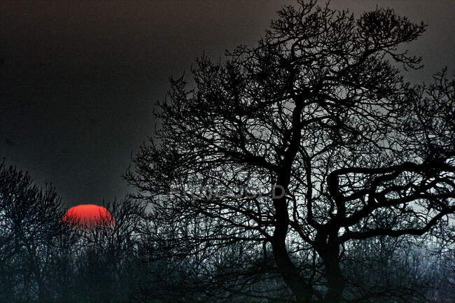 Red sun setting behind bare trees — Stock Photo