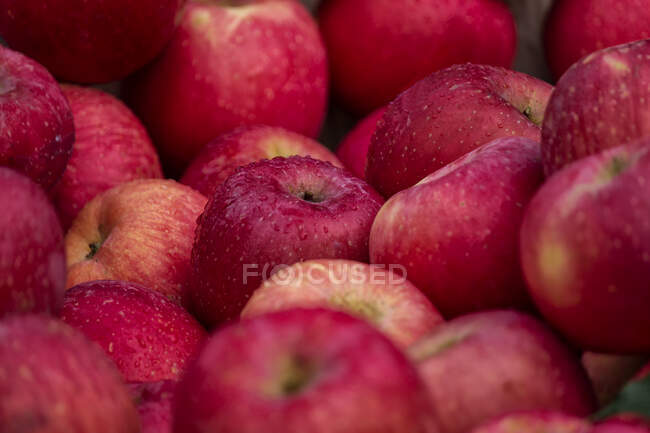 Primer plano de la pila de manzanas rojas húmedas frescas - foto de stock