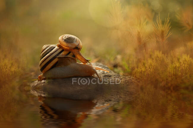 Small snail on top of larger snail on rock by river — Stock Photo