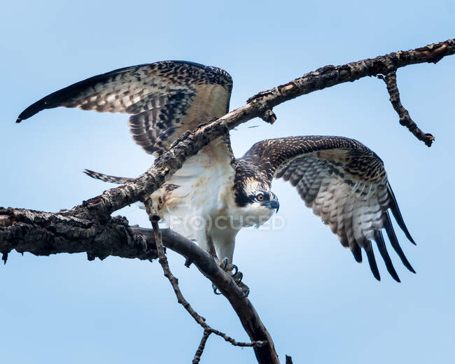 Osprey poleiro na árvore pronto para decolar — Fotografia de Stock
