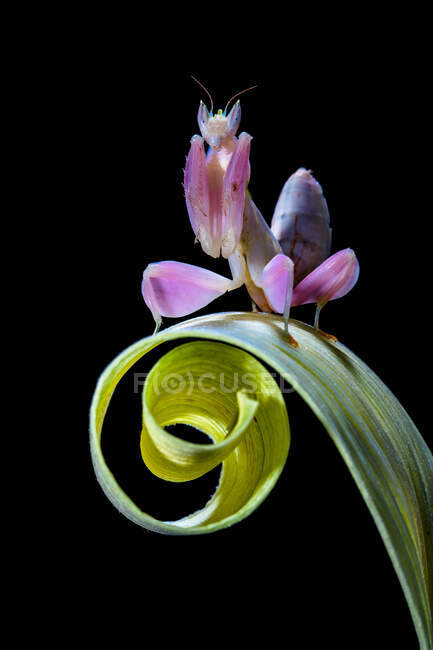 Mantis rosada de la orquídea en la hoja enrollada, tiro de cerca - foto de stock