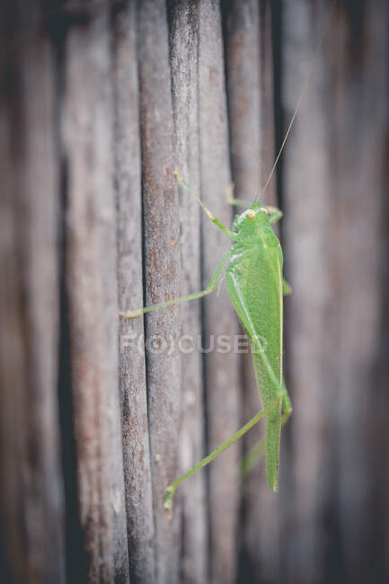 Close up of grasshopper on wooden fence surface — Stock Photo