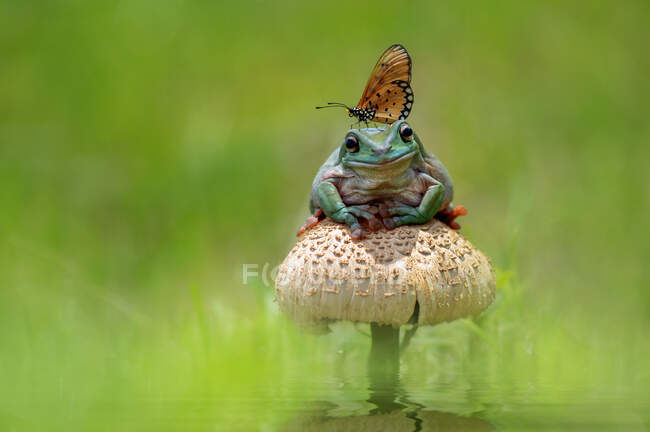 Schmetterling sitzt auf Frosch auf Wildpilz, Indonesien — Stockfoto
