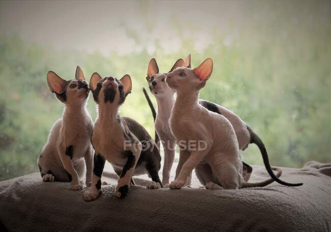 Group of cute Cornish Rex with window on background — Stock Photo