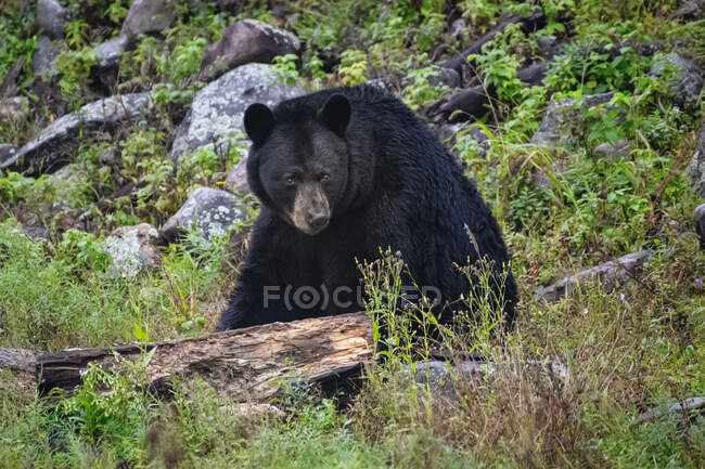 Черный медведь сидит в зеленом ландшафте, Канада — стоковое фото