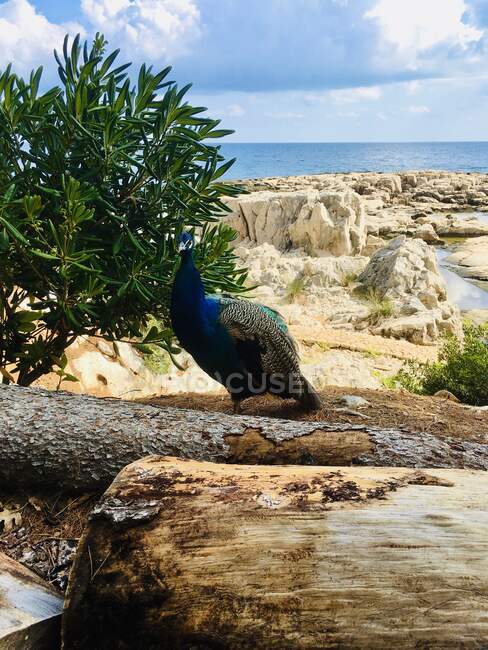 Peacock standing in rural landscape, Lokrum island, Dubrovnik, Dalmatia, Croatia — Stock Photo