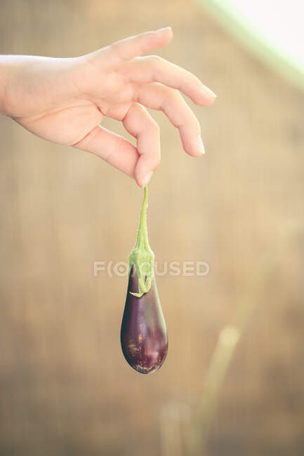 Teenage boys hand holding baby aubergine — Stock Photo
