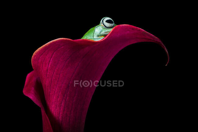 O sapo voador do Wallace sentado em flores tropicais — Fotografia de Stock