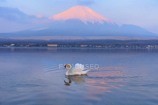 Лебедине плавання в озері з горою Фудзі на задньому плані, Хонсю, Японія. — стокове фото