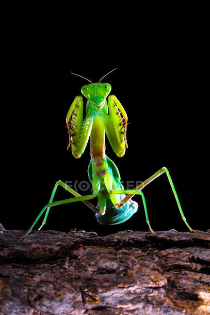 Primer plano de mantis religiosa en rama - foto de stock