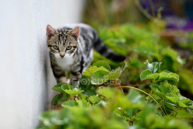 Tabby chat rôdant à travers le sous-bois dans le jardin — Photo de stock