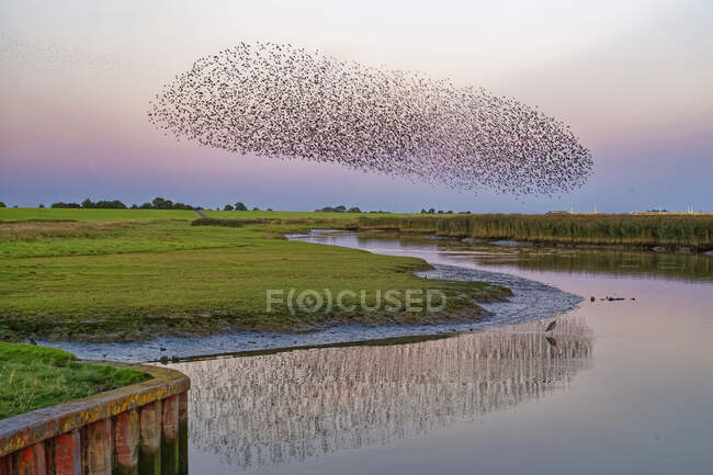 Flock of starlings flying over river Ems, Pektum at sunset, East Frisia, lower Saxony, Germany — Stock Photo