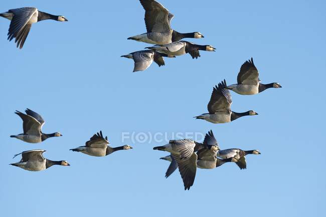 Vogelschwarm im Flug bei blauem Himmel, Ostfriesland, Niedersachsen, Deutschland — Stockfoto