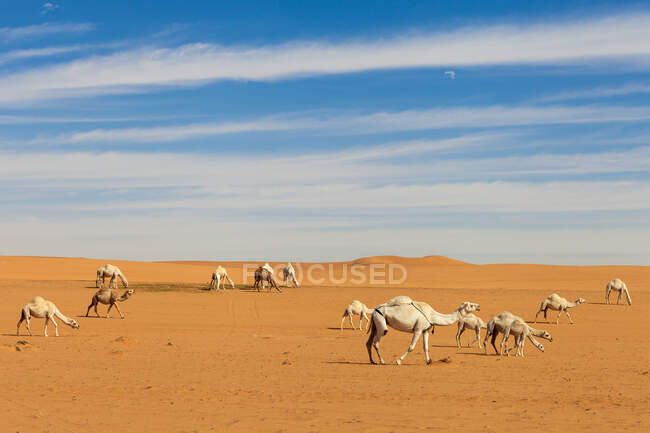 Caravana de camelos no deserto, Arábia Saudita — Fotografia de Stock