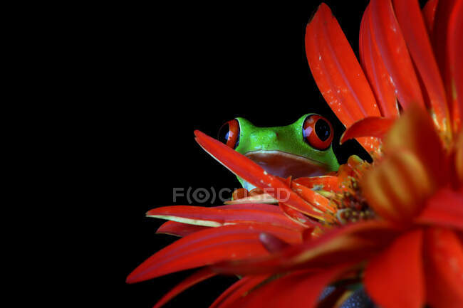 Red-eyed tree frog on red flower, close up shot — Stock Photo