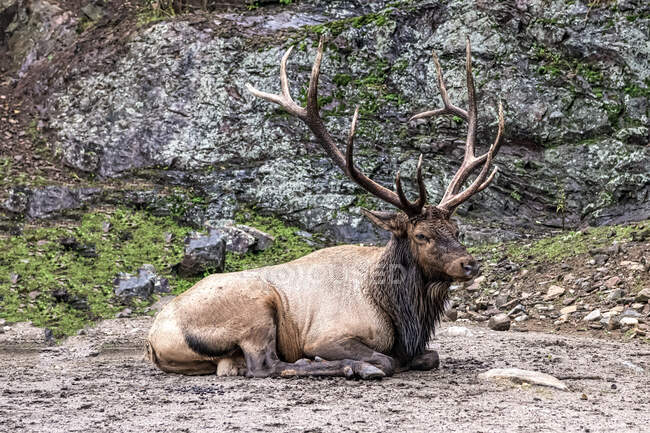 Cervo sdraiato nel paesaggio naturale, Canada — Foto stock