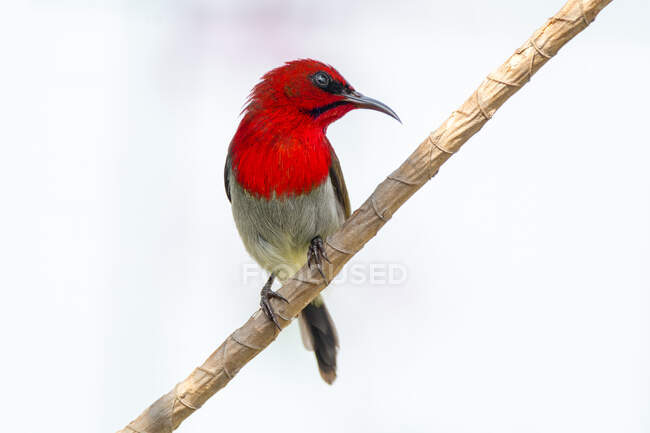 Uccello cremisi appollaiato sul ramoscello, colpo da vicino — Foto stock