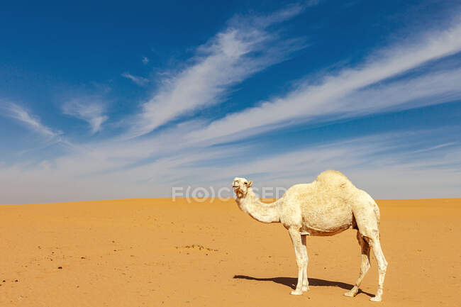 Chameau solitaire debout dans le désert, Arabie Saoudite — Photo de stock